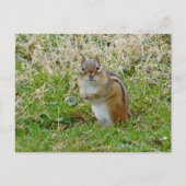 Eastern Chipmunk Briefkaart (Voorkant)