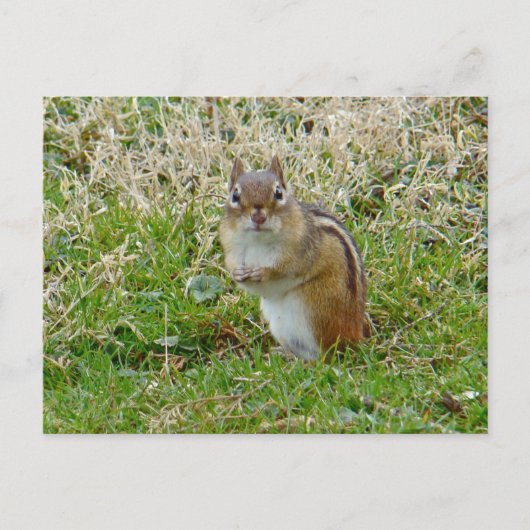 Eastern Chipmunk Briefkaart (Voorkant)