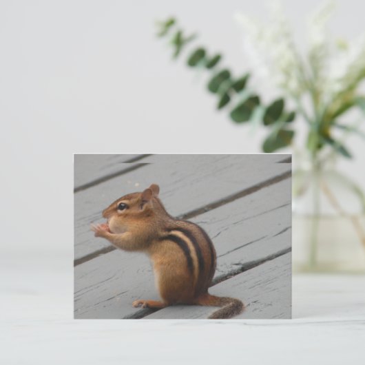 Eastern Chipmunk Feeding in Southern Ontario Briefkaart (Staand voorkant)