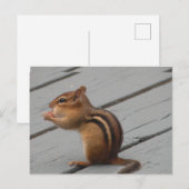 Eastern Chipmunk Feeding in Southern Ontario Briefkaart (Voorkant / Achterkant)