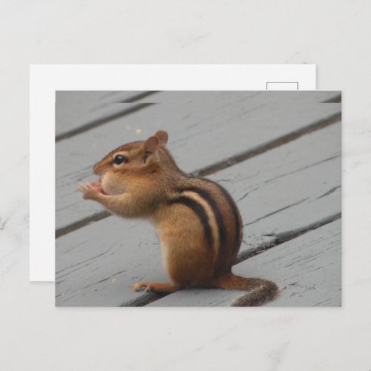 Eastern Chipmunk Feeding in Southern Ontario Briefkaart (Voorkant / Achterkant)