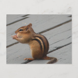 Eastern Chipmunk Feeding in Southern Ontario Briefkaart