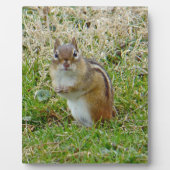 Eastern Chipmunk Fotoplaat (Voorkant)