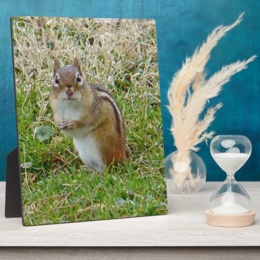 Eastern Chipmunk Fotoplaat (Zijkant)