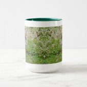 Eastern Chipmunk Mok (Midden)