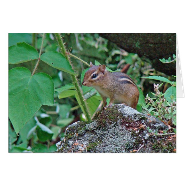 Eastern Chipmunk op Stump (Voorkant Horizontaal)