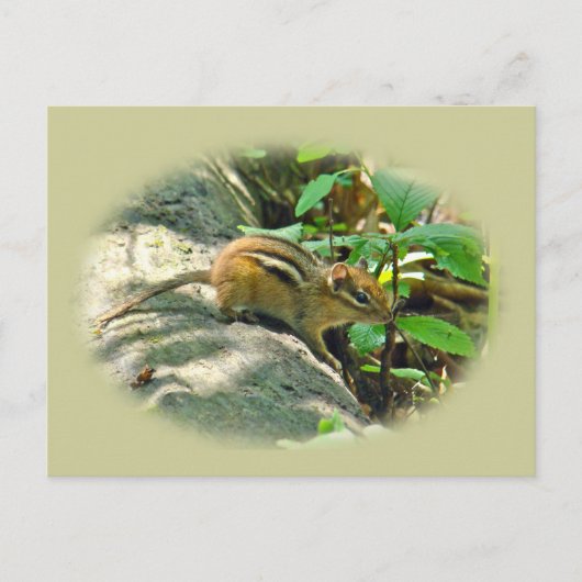 Eastern Chipmunk op Stump Briefkaart (Voorkant)