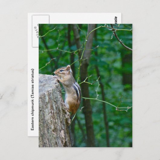 Eastern Chipmunk op Stump Briefkaart (Voorkant / Achterkant)