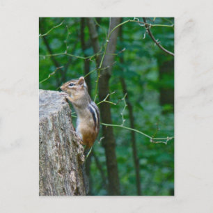 Eastern Chipmunk op Stump Briefkaart