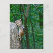 Eastern Chipmunk op Stump Briefkaart (Voorkant)