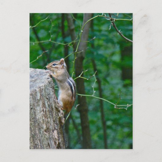 Eastern Chipmunk op Stump Briefkaart (Voorkant)
