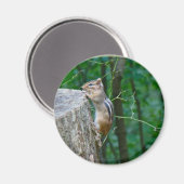 Eastern Chipmunk op Stump Magneet (Voorkant / Achterkant)