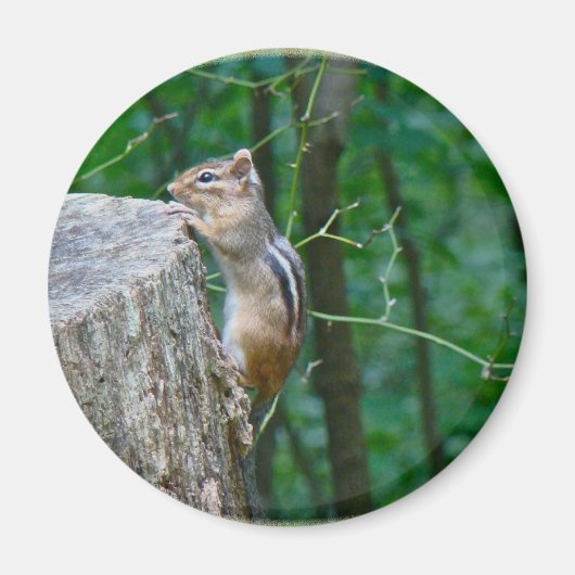 Eastern Chipmunk op Stump Magneet (Voorkant)