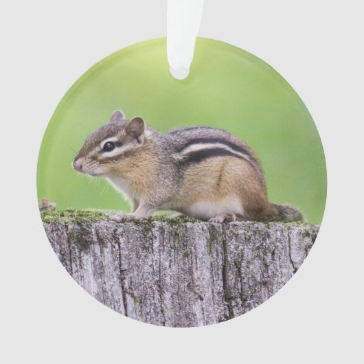 Eastern Chipmunk Ornament (voorkant)