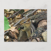 Eastern Chipmunk - Tamias striatus Briefkaart (Voorkant)
