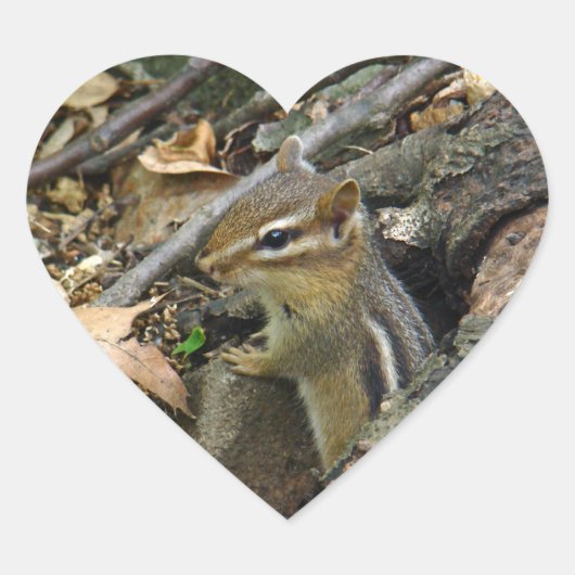 Eastern Chipmunk - Tamias striatus Hart Sticker (Voorkant)