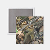 Eastern Chipmunk - Tamias striatus Magneet (Voorkant / Achterkant)