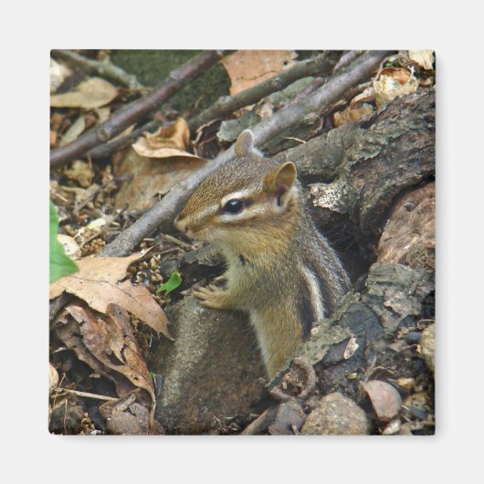 Eastern Chipmunk - Tamias striatus Magneet (Voorkant)