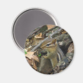 Eastern Chipmunk - Tamias striatus Magneet (Voorkant / Achterkant)