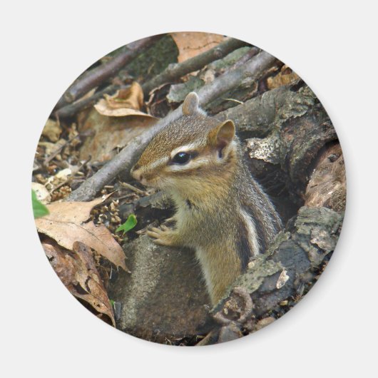 Eastern Chipmunk - Tamias striatus Magneet (Voorkant)
