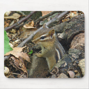 Eastern Chipmunk - Tamias striatus Muismat