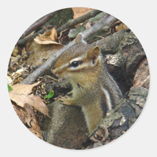 Eastern Chipmunk - Tamias striatus Ronde Sticker (Voorkant)