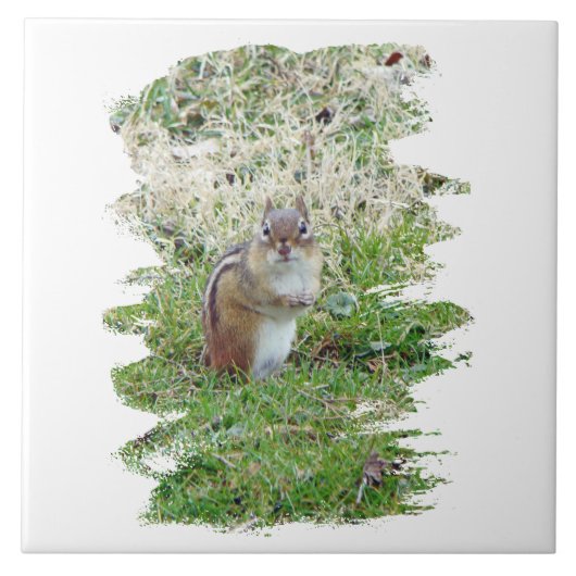 Eastern Chipmunk Tegeltje (Voorkant)