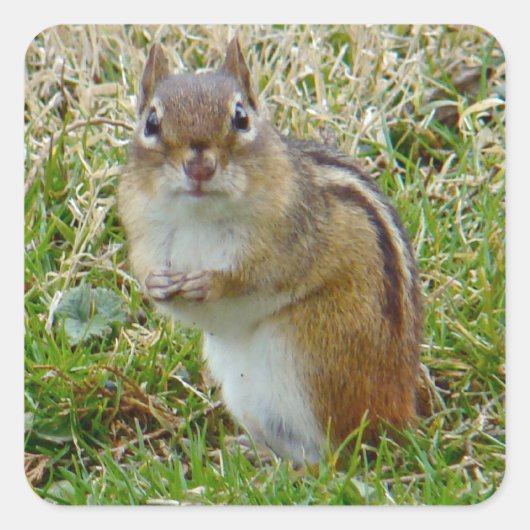 Eastern Chipmunk Vierkante Sticker (Voorkant)