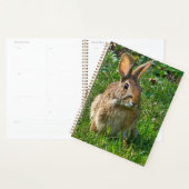 Eastern cottontail rabbit planner (Display)