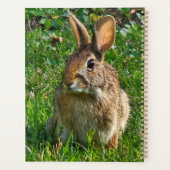 Eastern cottontail rabbit planner (Achterkant)