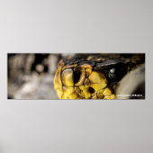 Eastern Diamondback Eye Poster (Voorkant)