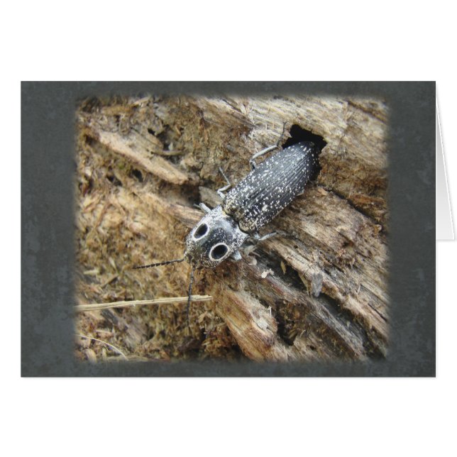 Eastern Eyed Elater Click Beetle - Alaus oculatus (Voorkant Horizontaal)