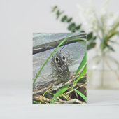 Eastern Eyed Elater Click Beetle - Alaus oculatus Briefkaart (Staand voorkant)