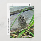Eastern Eyed Elater Click Beetle - Alaus oculatus Briefkaart (Voorkant / Achterkant)