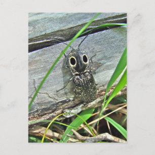Eastern Eyed Elater Click Beetle - Alaus oculatus Briefkaart