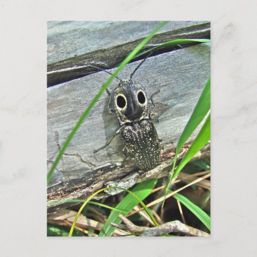 Eastern Eyed Elater Click Beetle - Alaus oculatus Briefkaart (Voorkant)