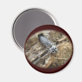 Eastern Eyed Elater Click Beetle - Alaus oculatus Magneet (Voorkant / Achterkant)