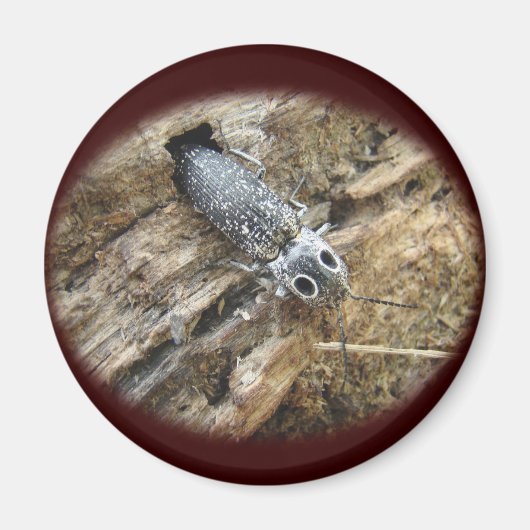 Eastern Eyed Elater Click Beetle - Alaus oculatus Magneet (Voorkant)