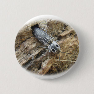 Eastern Eyed Elater Click Beetle - Alaus oculatus Ronde Button 5,7 Cm