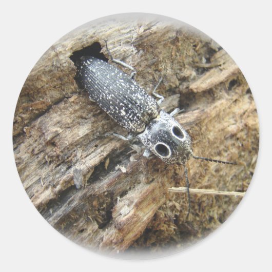 Eastern Eyed Elater Click Beetle - Alaus oculatus Ronde Sticker (Voorkant)