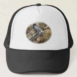 Eastern Eyed Elater Click Beetle - Alaus oculatus Trucker Pet