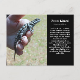 Eastern Fence Lizard SC Wildlife Briefkaart