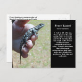 Eastern Fence Lizard SC Wildlife Briefkaart (Voorkant / Achterkant)