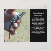 Eastern Fence Lizard SC Wildlife Briefkaart (Voorkant)