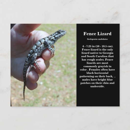 Eastern Fence Lizard SC Wildlife Briefkaart (Voorkant)