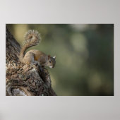 Eastern Gray Squirrel, or grey squirrel Poster (Voorkant)