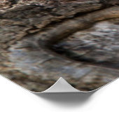 Eastern Gray Squirrel, or grey squirrel Poster (Hoek)