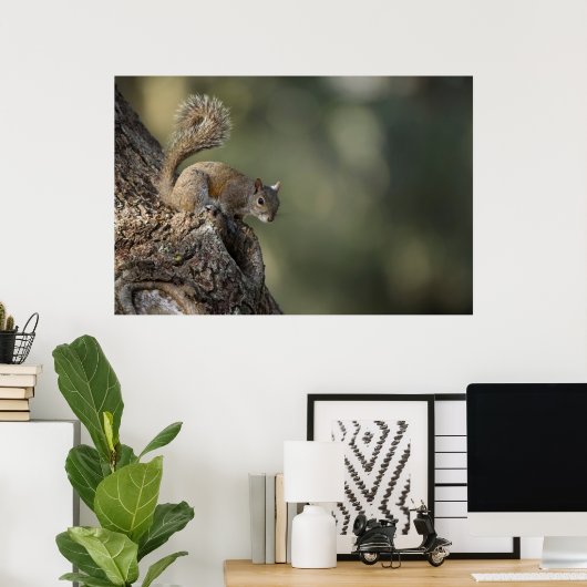Eastern Gray Squirrel, or grey squirrel Poster (Thuiskantoor)