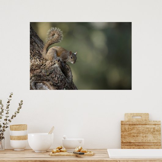 Eastern Gray Squirrel, or grey squirrel Poster (Keuken)