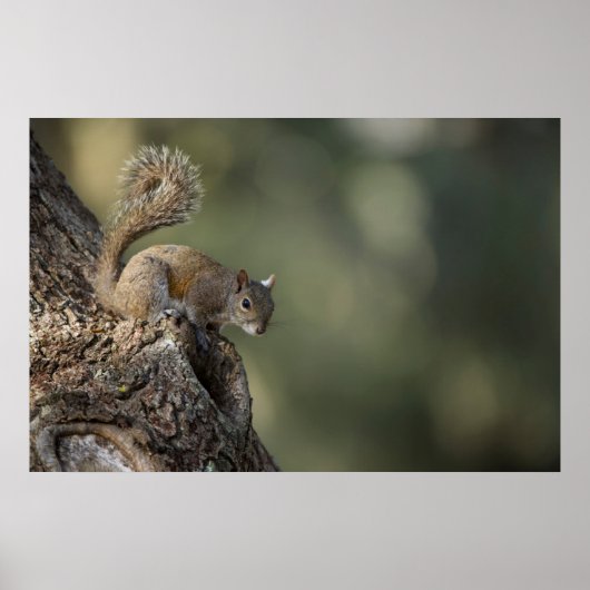 Eastern Gray Squirrel, or grey squirrel Poster (Voorkant)